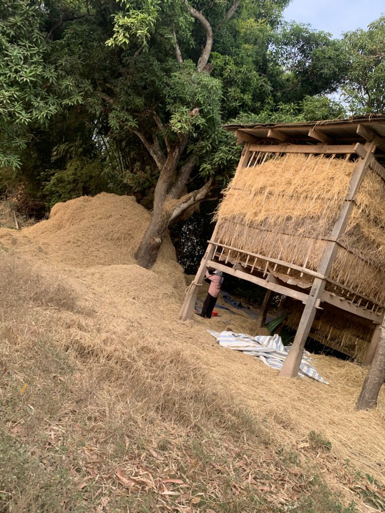 Koh Trong Guide Rice Farming