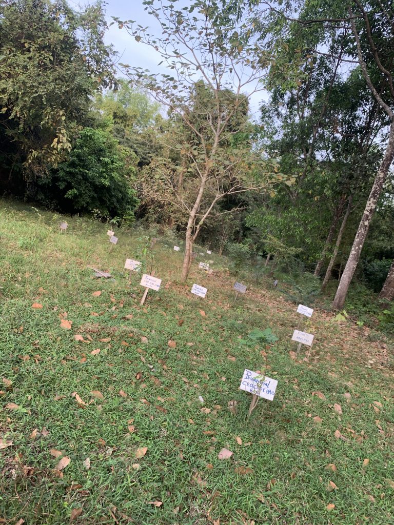 Koh Trong Guide Tree planting