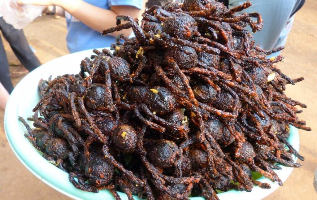 tarantula in cambodia